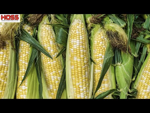 Video: Sweet Corn Crazy Top-inligting: Kom meer te wete oor donsige skimmel van suikermieliegewasse