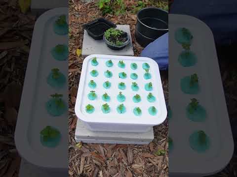 Video: Urban Window Garden: Wie man einen hydroponischen Kräutergarten macht