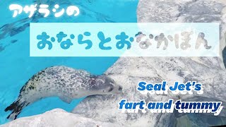 アザラシのおならとおなかぽん】Jet is free-spirited.【自由すぎる