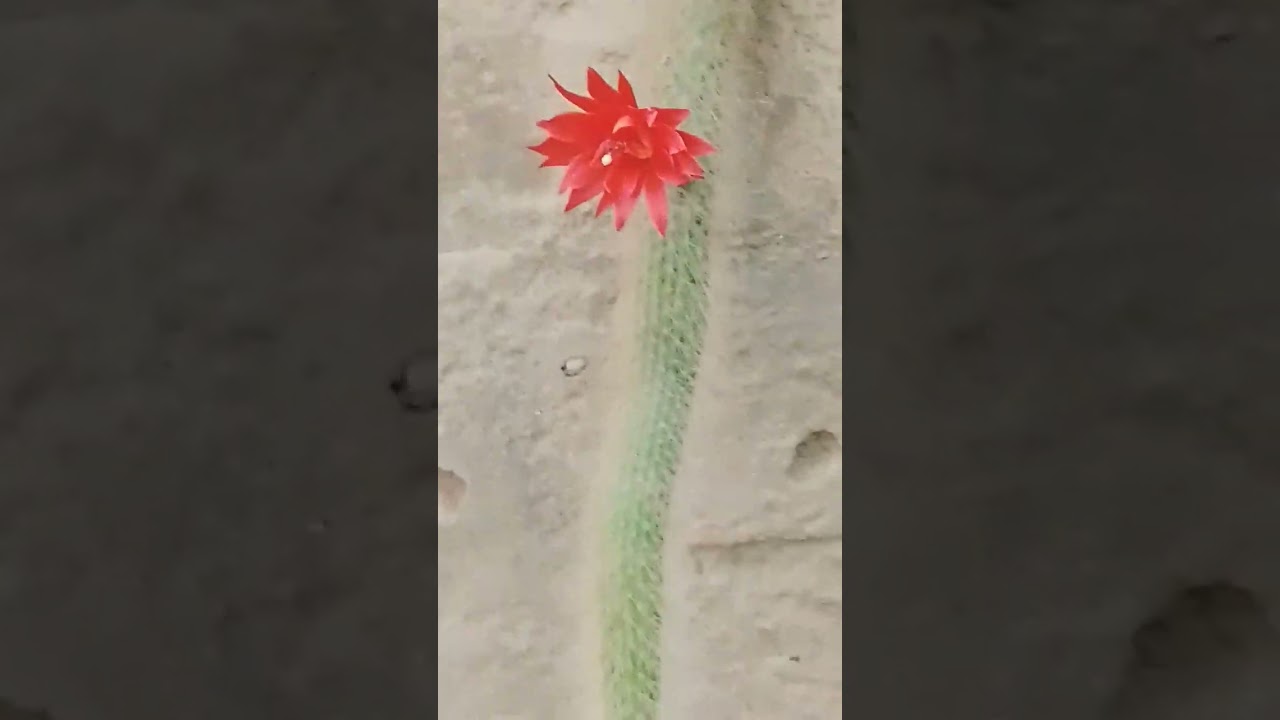 Monkey's Tail cactus / Cleistocactus colademononis