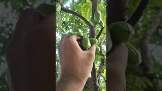 Balumbo