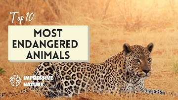 Top 10 Most Endangered Animals in the World