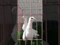 سبحان من خلق الجمال سبحان من خلق الجمال