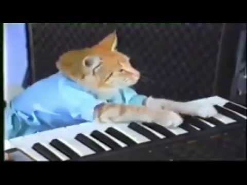 anthology-of-meme-#31---keyboard-cat