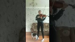 Как музыка скрипки воздействует на кота Как музыка скрипки воздействует на кота