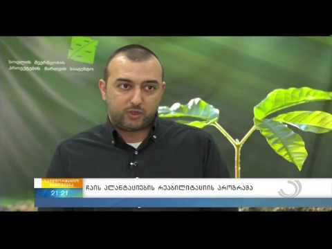 პროგრამა \"ქართული ჩაი\"