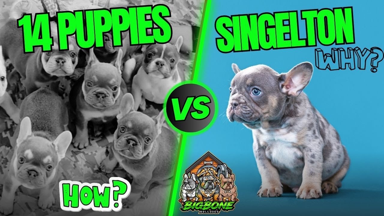 Secret Techniques to Breeding BIG litters! (step by step)  Split Heats EXPLAINED!