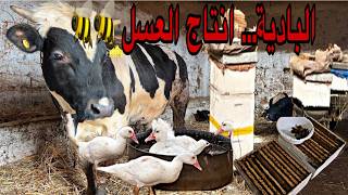 العمل في البادية… إنتاج العسل ، فين وصلو العجول ، أجواء البادية