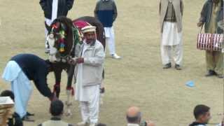 Horse dance attock pakistan