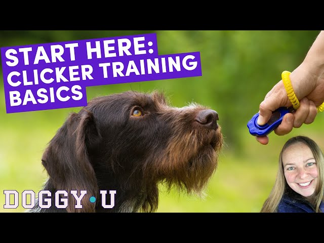 How to Clicker Train your Dog Fast √ DOGICA®