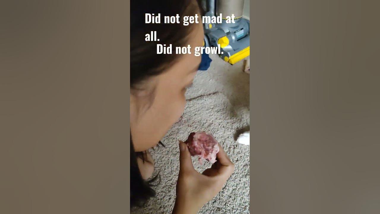 taking-my-dogs-food-to-see-how-she-react-wolamute-dogs-pets