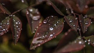 3 Hours night rain sounds before dawn for sound sleep, sounds of rain drops falling on plant leaves