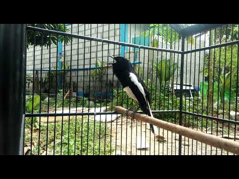 Kacer Isian Kolibri Ninja,Pedess !!! Kacer girass