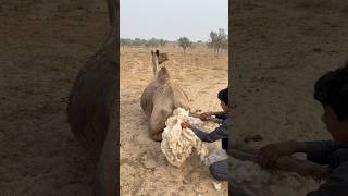 الناقة الشابة جالسة على الرمال وصغير الفلاح يضع شعر الثور خلفها للعناية بها screenshot 2