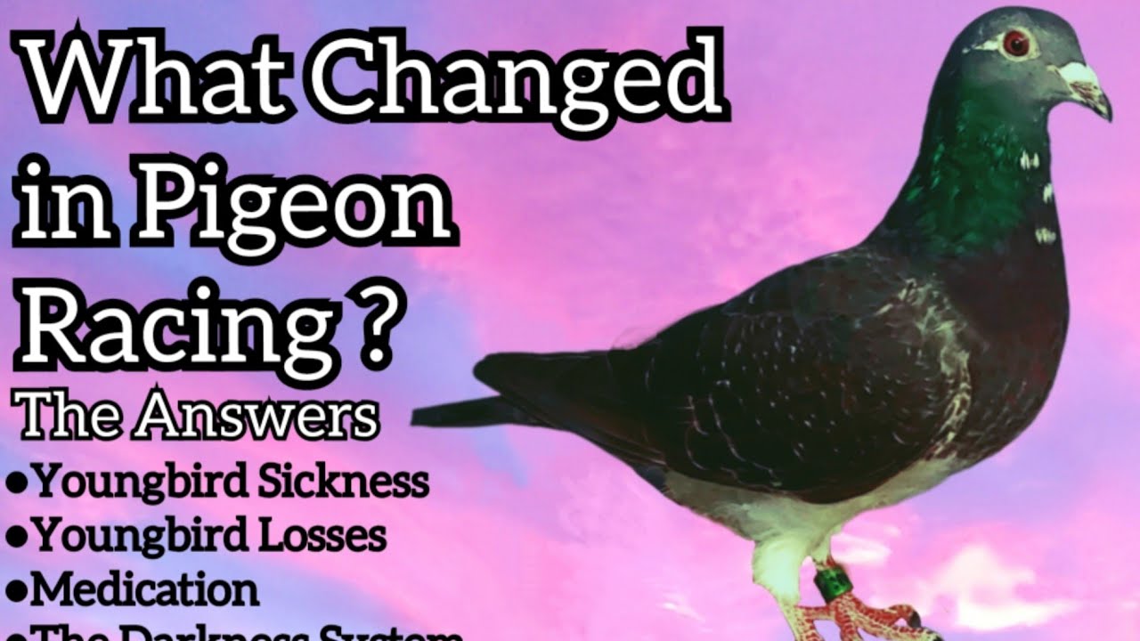 Racing Pigeons a comprehensive look at youngbird Sickness, homing