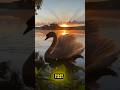 Why Is This Swan Running on Water… But Not Flying?! #swan #shorts #animals