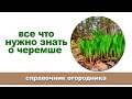 Черемша: что это за растение, как выглядит, где растет, полезные свойства.