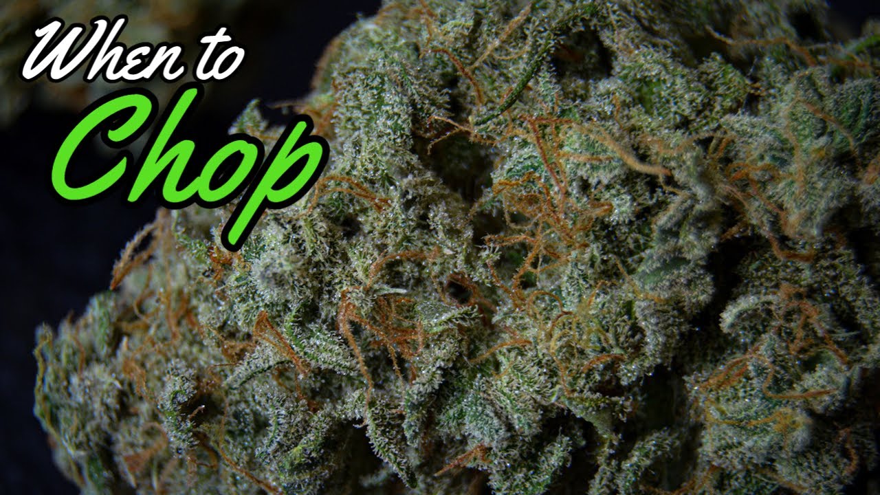 How to Know When to Chop Your Weed Plant (Checking Trichomes) YouTube