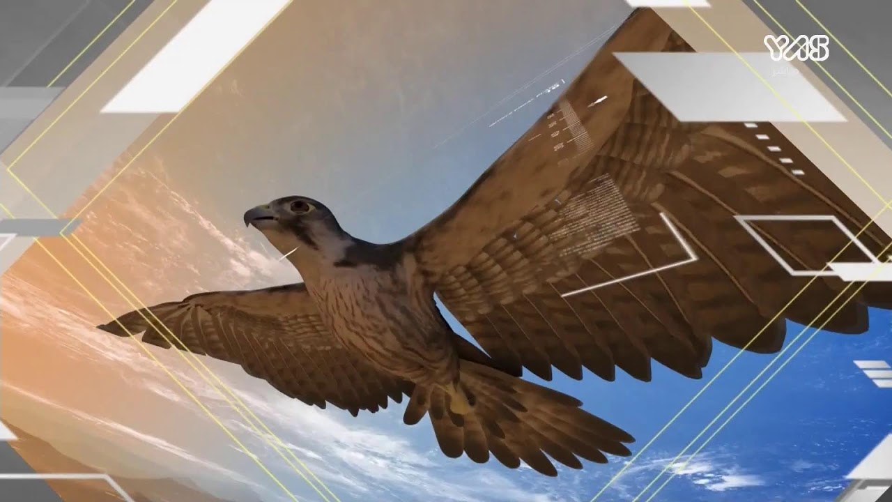 مسابقة كأس رئيس الدولة للصيد بالصقور - فئة العامة المفتوح و الملاك ( جير بيور فرخ وجرناس) 28/1/2022