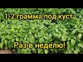 От этой подкормки - шикарные, зеленые кусты перца! Чем подкормить в июле?