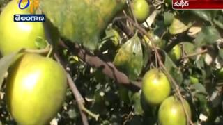 This Farmer Getting Great Results With Cultivation of Apple Bear