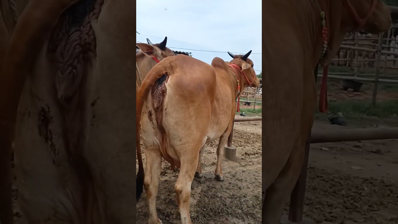 👍💎Chausa Haat 2023 