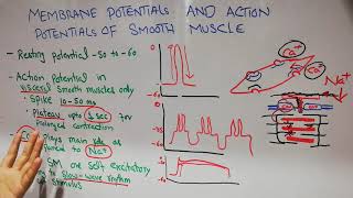 Guyton chapter 8| Membrane potentials and action potentials of smooth muscles, slow wave rhythm |L48