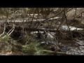 Restoring Streams Naturally with Large Wood