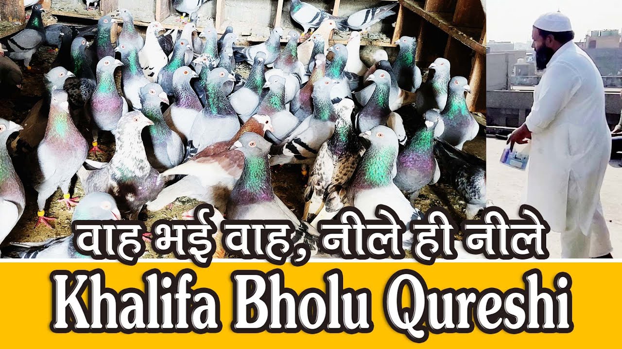 Khalifa Bholu Qureshi K New 300  Neelay Patiyalay Kabutar Ka Shok, Delhi Ki Kabutar Bazi