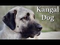 Kangal Dog | Is it right for you?