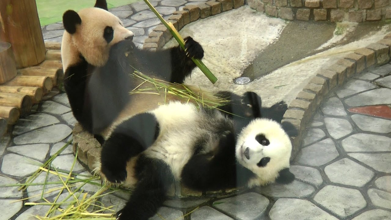 ママに甘える赤ちゃんパンダ(1) Giant Pandas in Wakayama Adventure