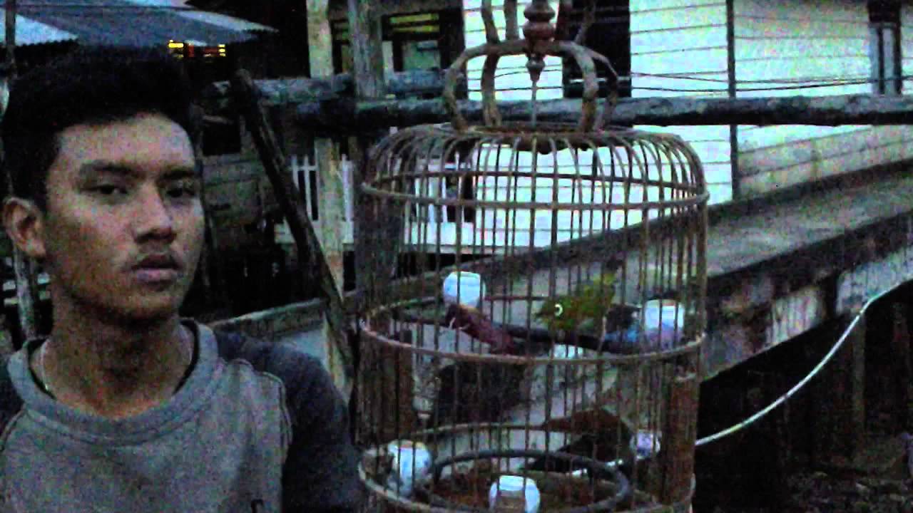 Mata Putih Mr_Bimo. Tanjungpinang. YouTube