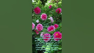 #سورة_البقرة #آیه صد و چهارم #قرآن #الله #سورة #بقرة #البقرہ #آیات #قرآن_كريم #تلاوت #قران #قرائت