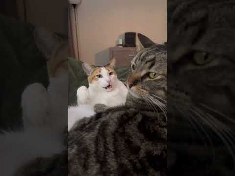 Video: Mačke in mladiči - ljubeznijo jih in ljubi te nazaj