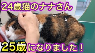 【歳猫の腎不全・鍼灸治療】マッサージとお灸による至福の表情にこちらまでとろけそうです。