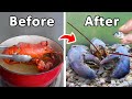 I Raised a Grocery Store Lobster as my Pet