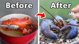I Raised A Grocery Store Lobster As My Pet