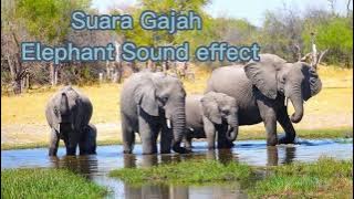 Suara Gajah No Copyright | Elephant Sound Effect