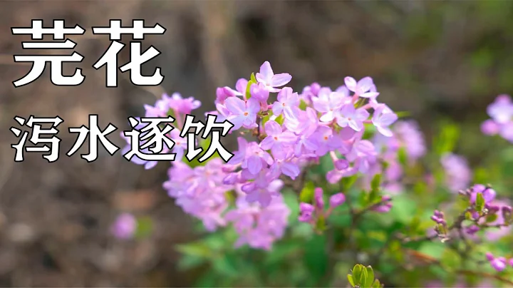 【芫花】千萬別嘗！否則，廁所將被你拉爆！不信你試試！ - 天天要聞