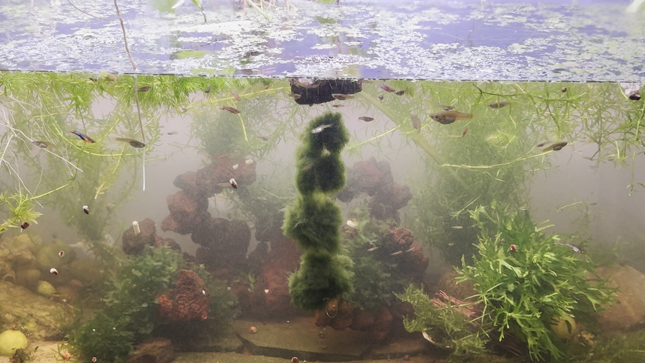 Floating Marimo Moss Ball Gardening