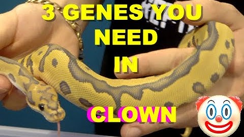3 Genes you Need In Your Clown Ball Python Projects!