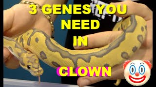 3 Genes you Need In Your Clown Ball Python Projects!