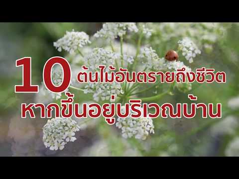 วีดีโอ: ยางไม้สนเป็นพิษต่อมนุษย์หรือไม่?