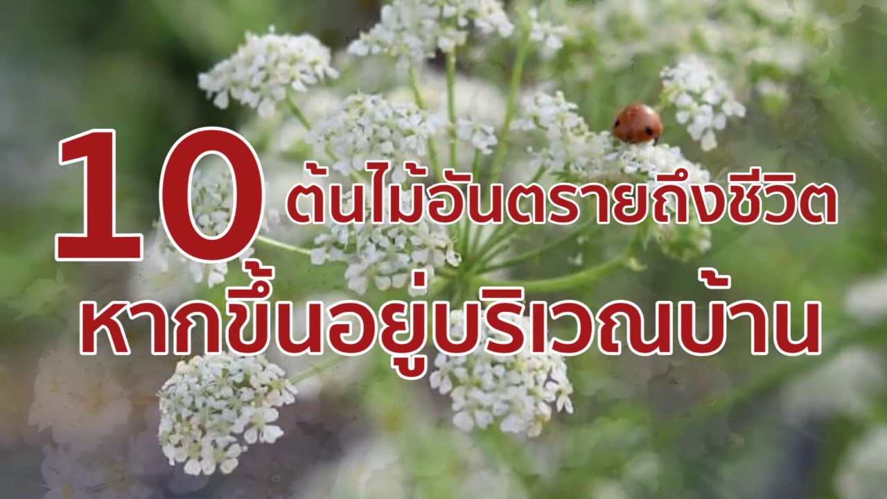 10 ต้นไม้อันตรายถึงชีวิตหากขึ้นอยู่บริเวณบ้าน