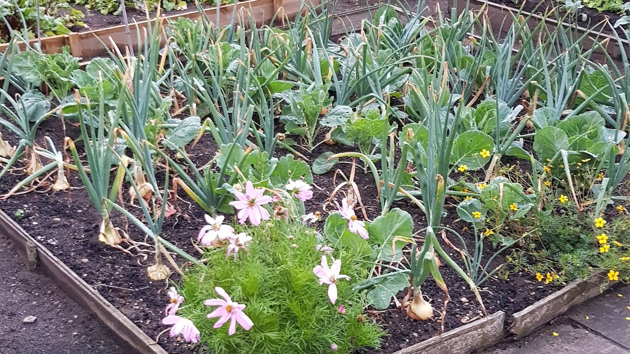 An Evening Walk Around the Allotment