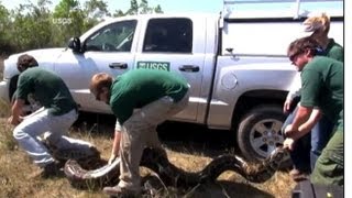Python Snake Hunters Wanted in Florida