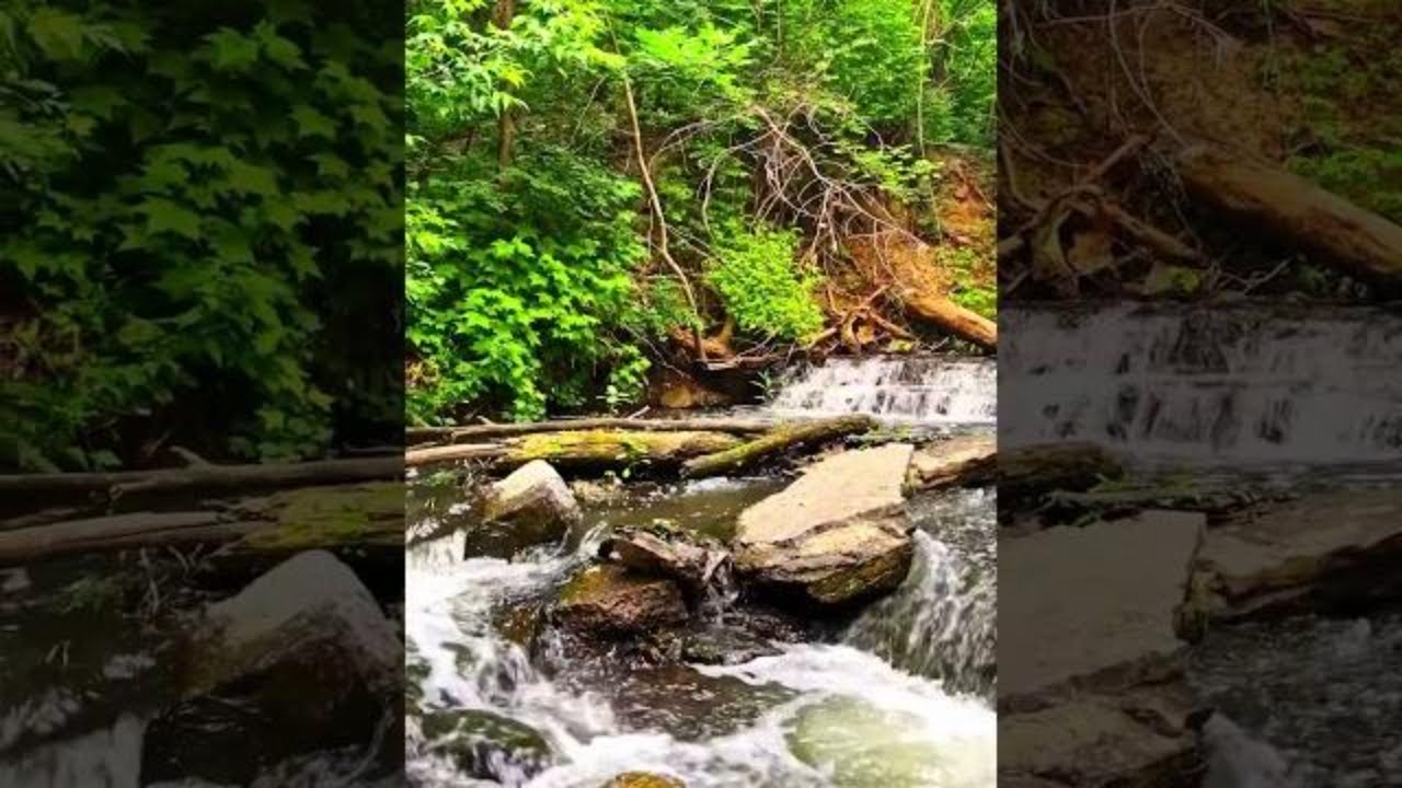 Exploring Serene Forest Trails 🌲🚶‍♂️ | Nature Walk Adventure 🌳🌞 