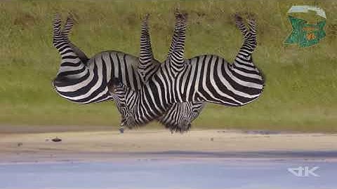 Video for home made projector. 4K nature video