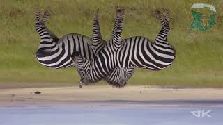 Video For Home Made Projector. 4K Nature Video