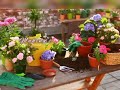 Terrace gardening